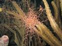 gorgonocéphale