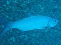 tarpon
