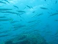 Barracuda