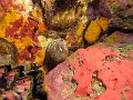IMG_2554