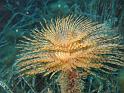 spirographe
