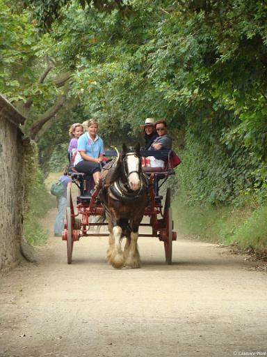 DSC02501_tn.jpg - un des rares moyen de transport dur Sercq