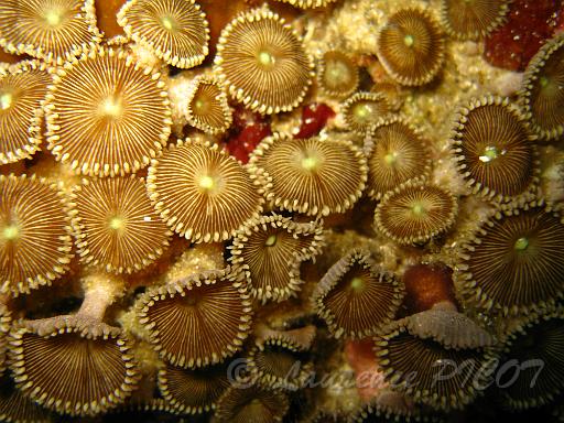 corail.JPG