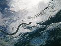 serpent