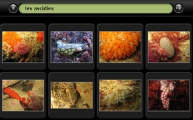 album photos des ascidies 