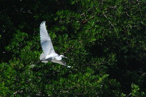 aigrette