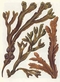 algue