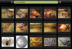Album photo des crustacs 
