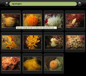 Album photo des ponges 