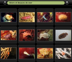 Album photo des limaces 