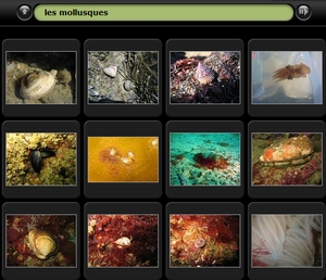 Album photo des mollusques 