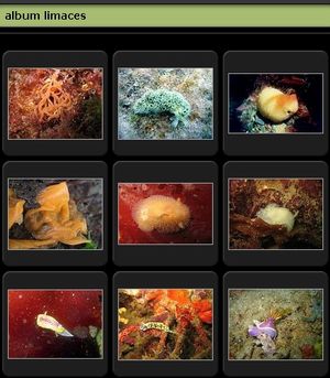 album photos des nudibranches 