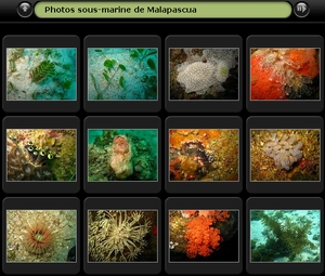 Album photos sous-marines de Malapascua 