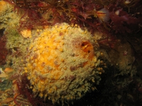 orange de mer