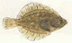 poisson