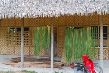 feuilles de romblon au schage