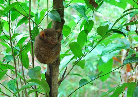 Tarsier
