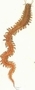 vers